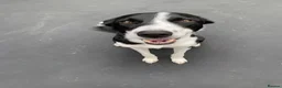Border Collie dogs for stud: Sunny- the man the myth the legend in Dunmow - Advert 1