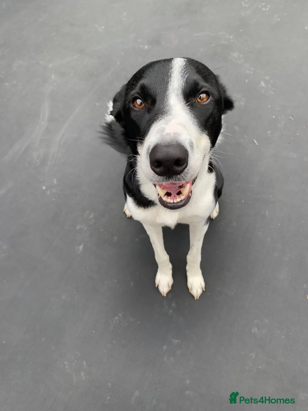 Border Collie dogs for stud: Sunny- the man the myth the legend in Dunmow - Advert 1