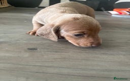 Dachshund dogs for sale: Miniature dachshunds  - Image 15