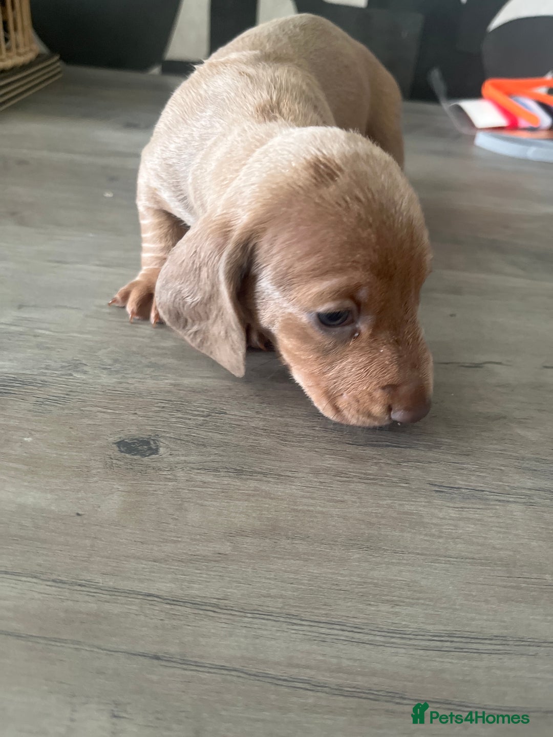 Dachshund dogs for sale: Miniature dachshunds  - Image 15