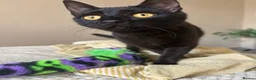 Mixed Breed cats for sale:  Eleven  - Advert 3