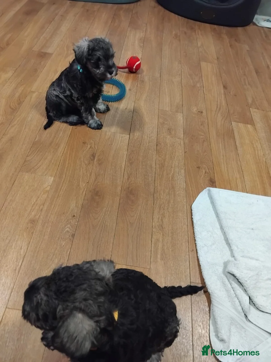 Miniature Schnauzer dogs for sale: Miniature Schnauzer Pups - Advert 2