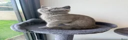 British Shorthair cats for sale: BRITISH SHORTHAIR BOY READY FOR FOREVER HOME - Advert 3
