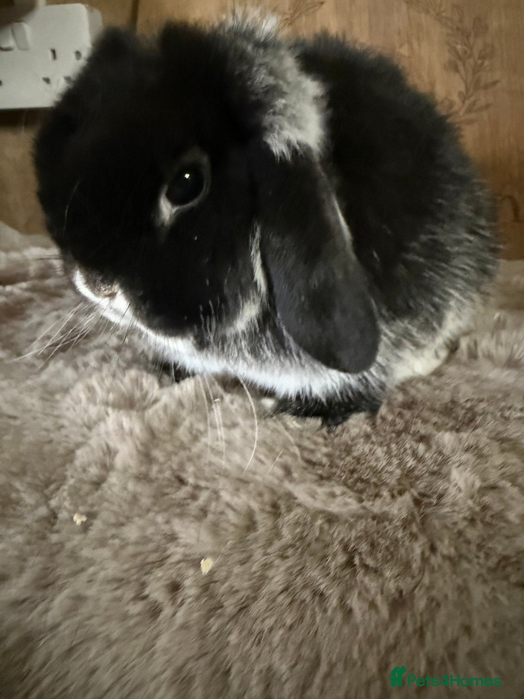 Mini Lop rabbits for sale: Mini lop boy available now - Image 4