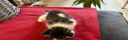 Mixed Breed cats for sale: Five beautiful kittens - readvertised to edit - Advert 16