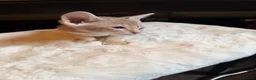 Oriental cats for sale: GCCF Oriental Kittens  - Advert 10