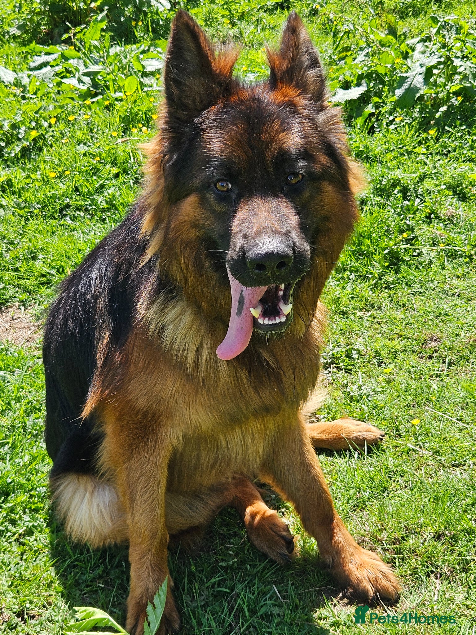 German Shepherd dogs for stud: German shepherd for stud - Advert 4