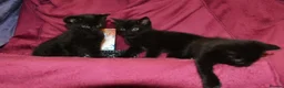 Mixed Breed cats for sale: Ragdoll Mixed Kittens - Advert 4