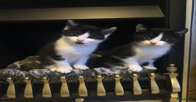 Mixed Breed cats - Advert 13