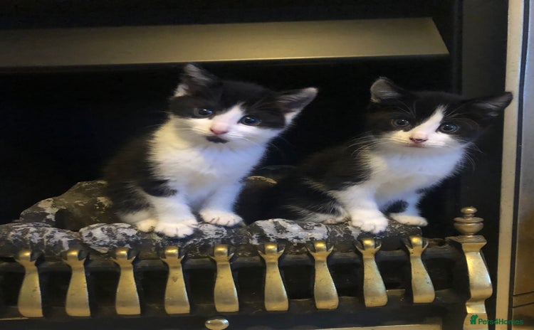 Mixed Breed cats - Advert 1