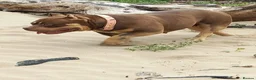 American Bully dogs for sale: Quality Pocket bully pups - Advert 17