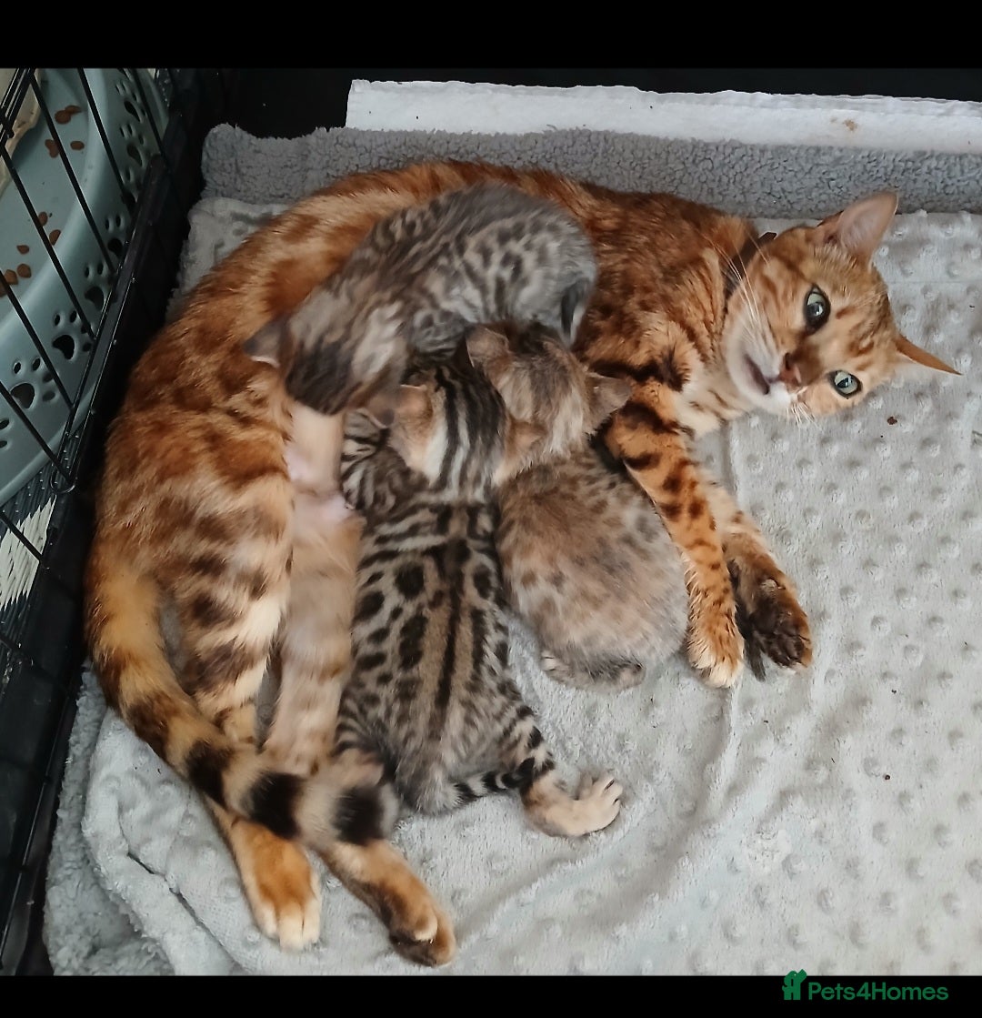 Bengal cats for sale: Stunning Bengal Pedigree female cat - Image 5
