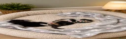 Mixed Breed cats for sale: Baby girl - Advert 2