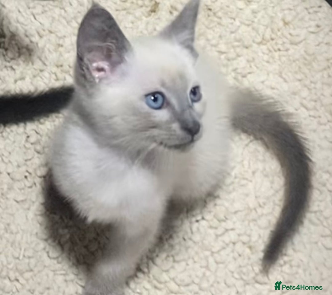 Oriental cats for sale: Oriental kittens  - Advert 36