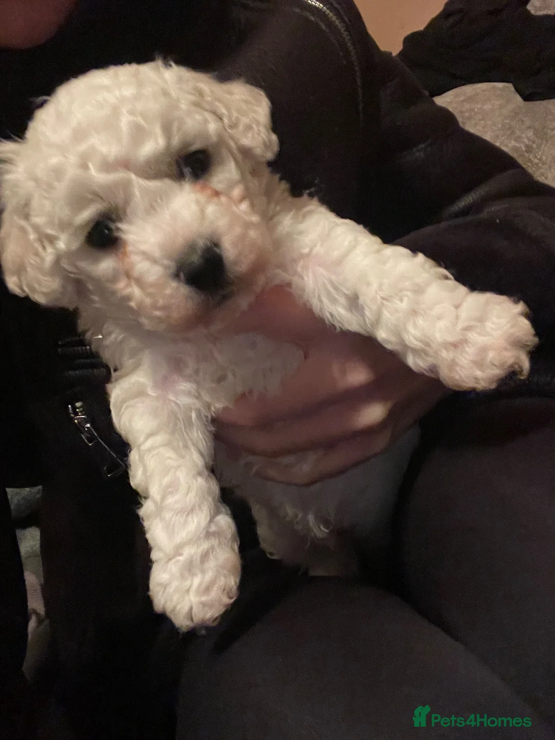 Bichon Frise dogs for stud: Purebred bichon frise for stud🐶 - Advert 5