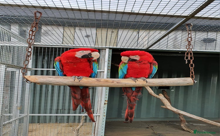 Macaws birds - Advert 1