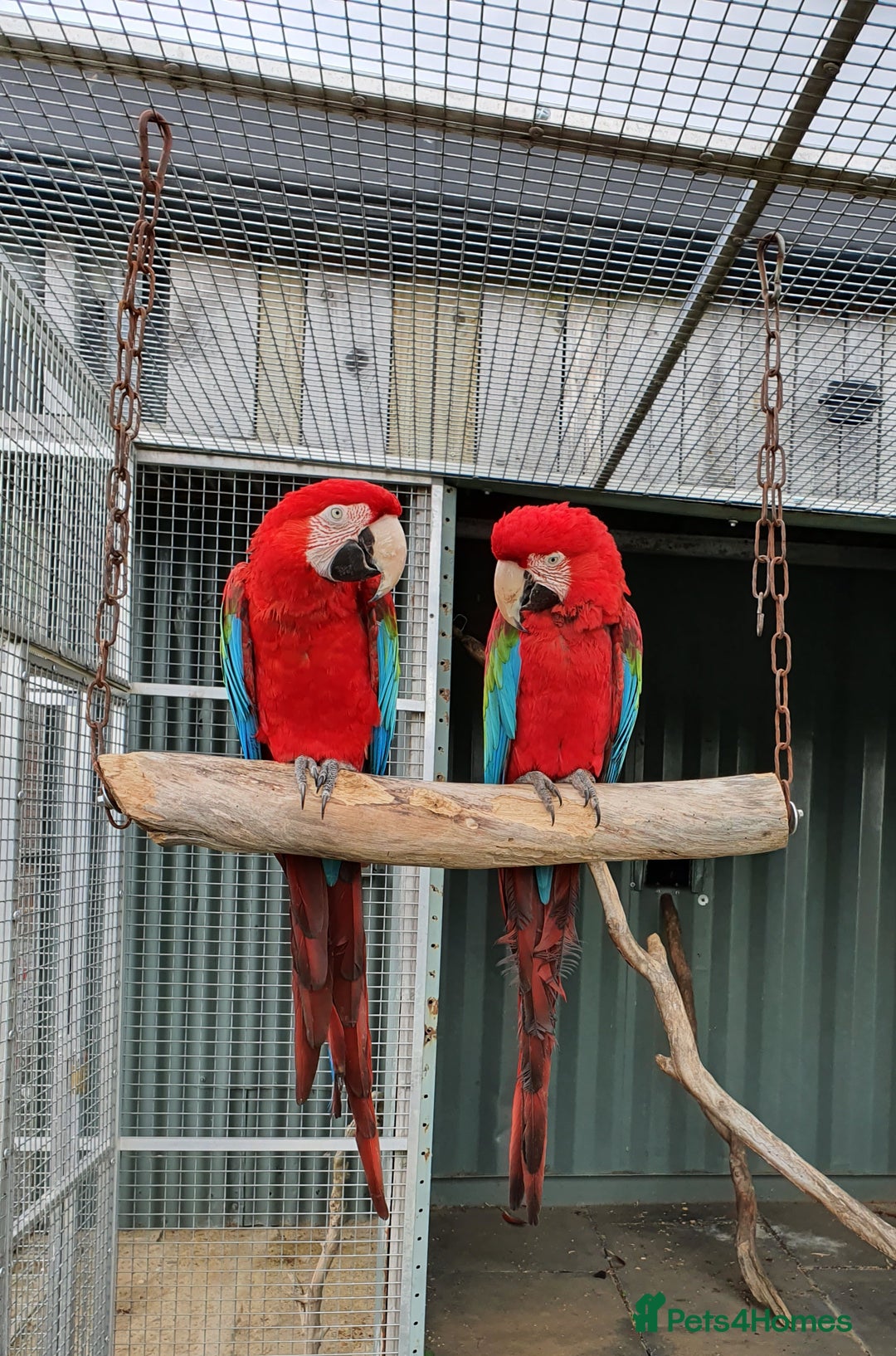 Macaws birds for sale: Proven breeding pair of Greenwing Macaws - Image 1