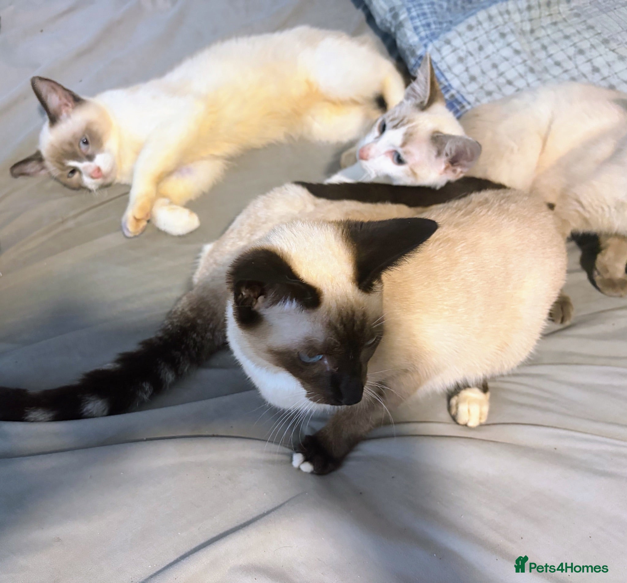 Siamese cats Beautiful Siamese kittens - Advert 2