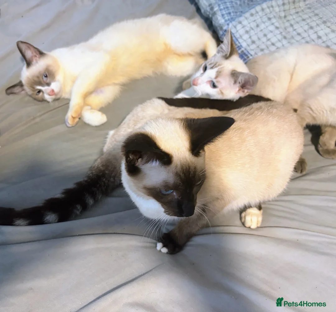 Siamese cats for sale: Beautiful Siamese kittens - Advert 2