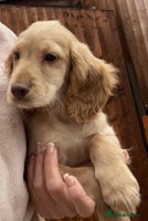 Cocker Spaniel dogs KC Full Pedigree Cocker Spaniel Available ⭐️ - Advert 5