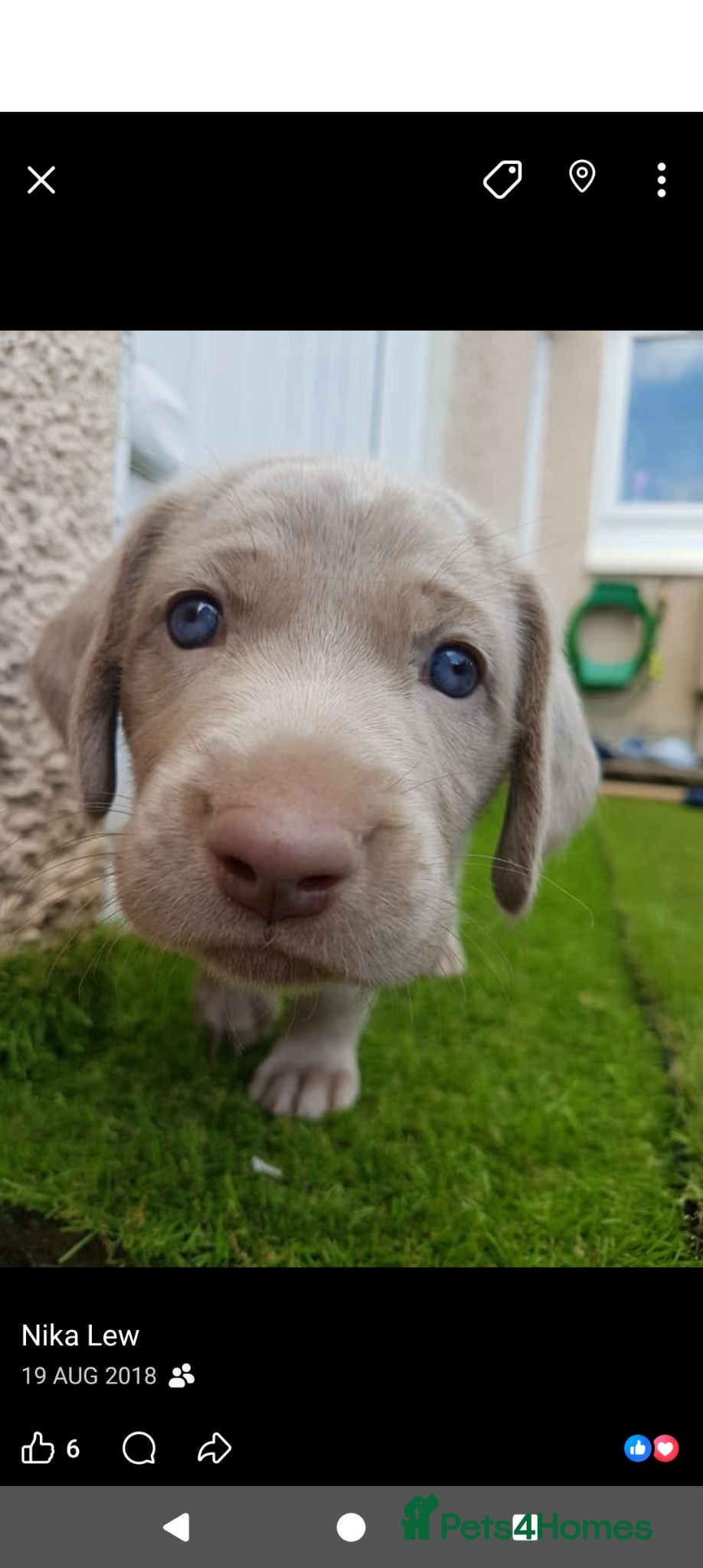 Weimaraner dogs KC reg amazing quality Weimaraner pups - Advert 1