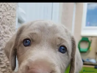Weimaraner dogs KC reg amazing quality Weimaraner pups - Advert 1