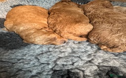 Poochon dogs for sale: Male poochon F1b - Image 12