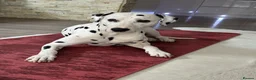 Dalmatian dogs for stud: PROVEN Black spot KC registered Dalmatian for STUD - Advert 5