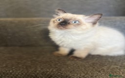 Ragdoll cats for sale: Ragdoll kittens - Image 21