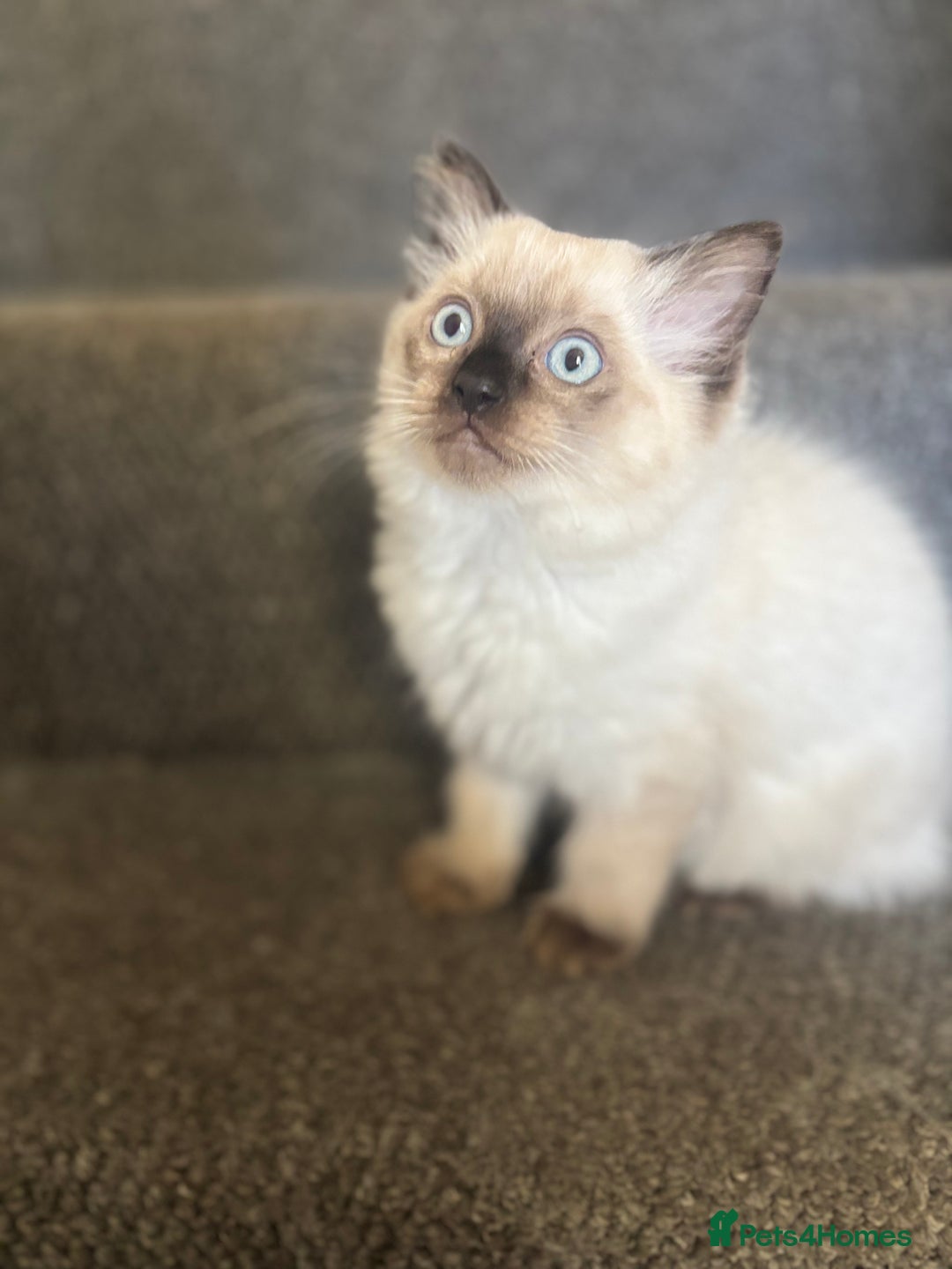 Ragdoll cats for sale: Ragdoll kittens - Image 21