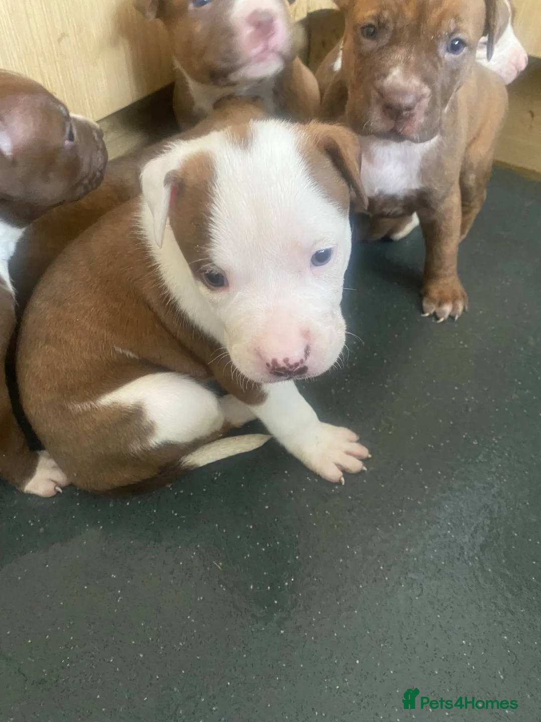 Old Tyme Bulldog dogs for sale: Blue staff Old tyme bulldog  in London - Advert 9