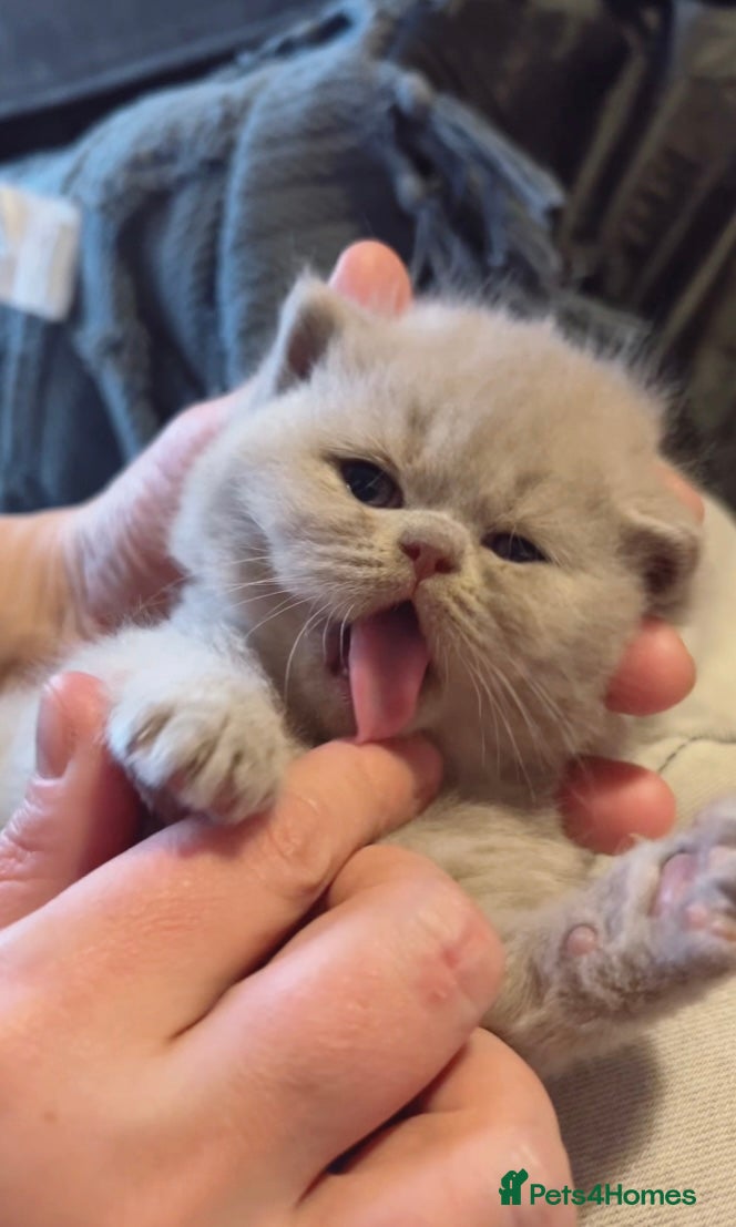 British Shorthair cats 100% Pure Pedigree Champion line Bsh Reg. Kitten - Advert 5