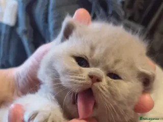 British Shorthair cats 100% Pure Pedigree Champion line Bsh Reg. Kitten - Advert 5