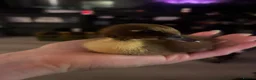 Ducks poultry for sale: Cayuga runner duck x  - Advert 7