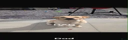 Labrador Retriever dogs for sale: 6 beautiful labrador puppies  - Advert 25