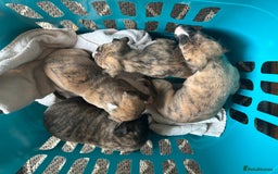 Whippet dogs for sale: Whippet Pups  - Image 4