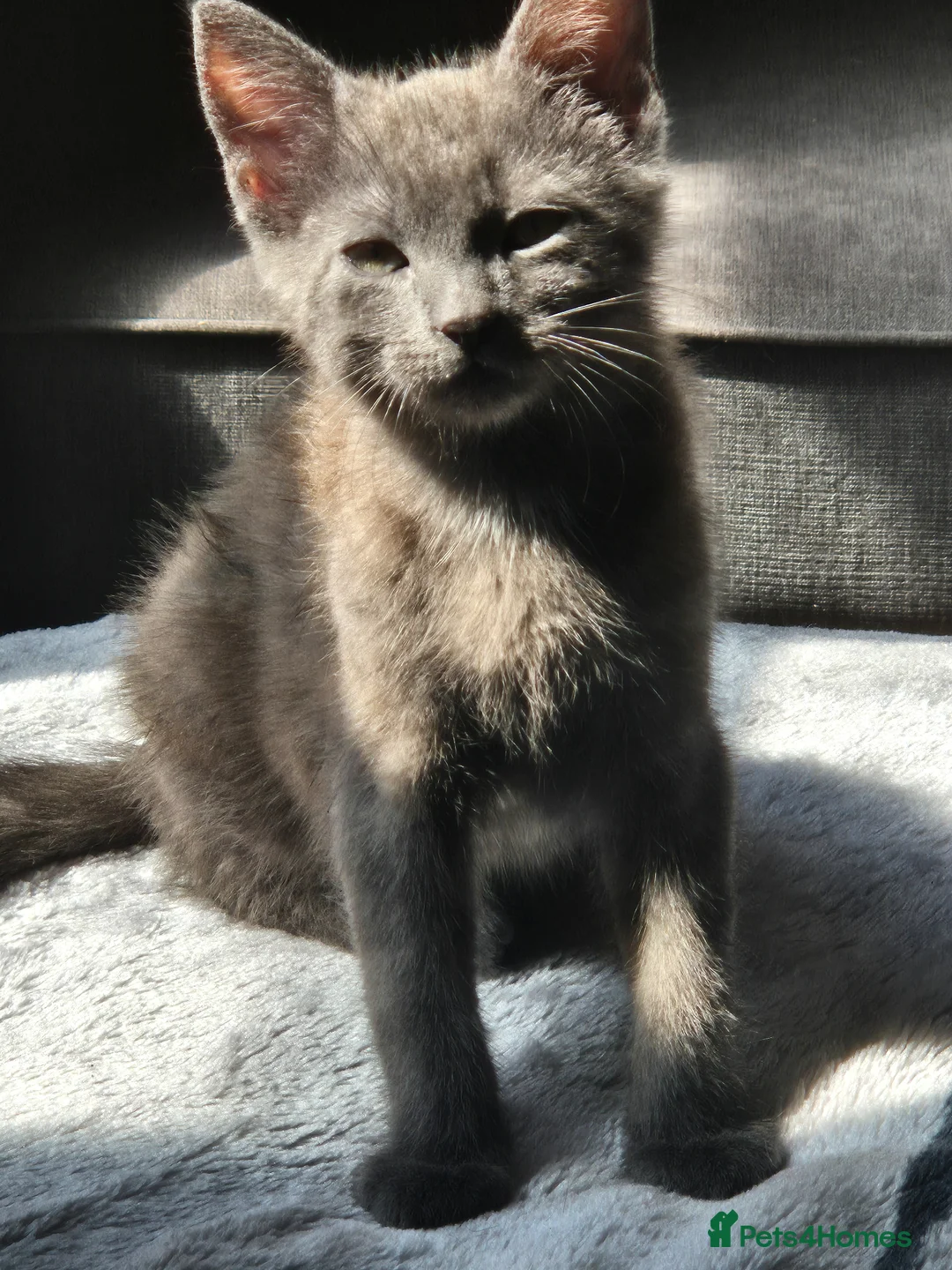 Russian Blue cats for sale: Russian blue sister and brother for sale in Peterborough - Advert 5