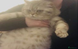 British Longhair cats for sale: British Longhair Kitten  - Image 5