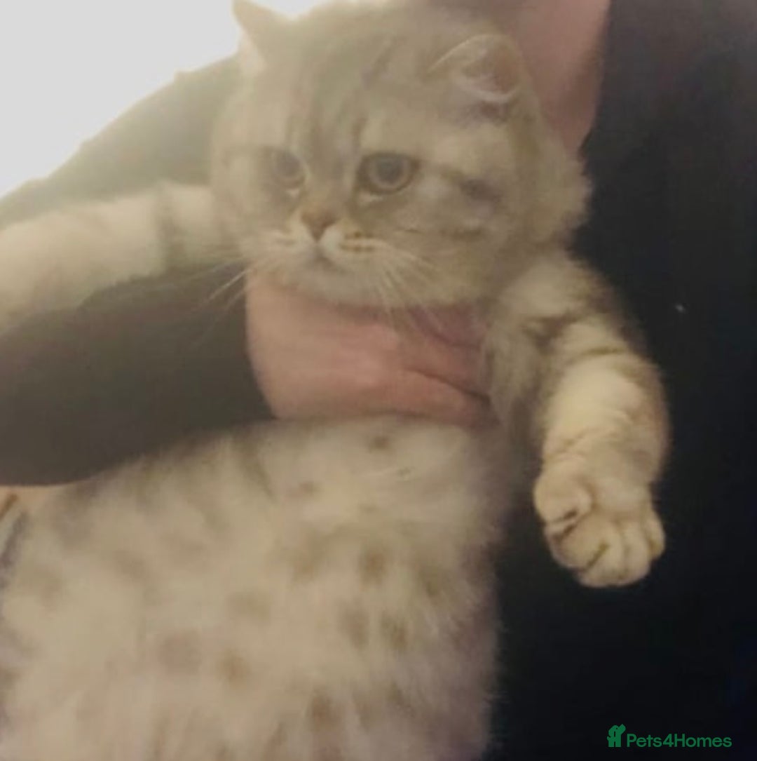 British Longhair cats for sale: British Longhair Kitten  - Image 5