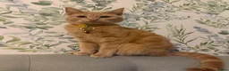 Mixed Breed cats for sale: Ginger cat for sale - Advert 11