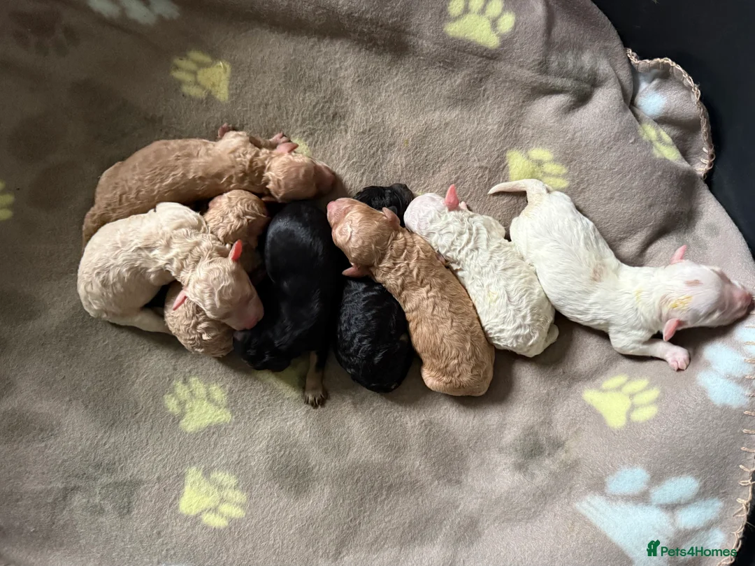 Mixed Breed dogs for sale: 8 Beautiful Cavapoochon Puppies in Bacup - Advert 9