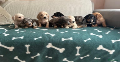 Miniature Dachshund dogs - Advert 10