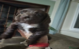 Cocker Spaniel dogs for sale: Spaniel puppies - Image 6