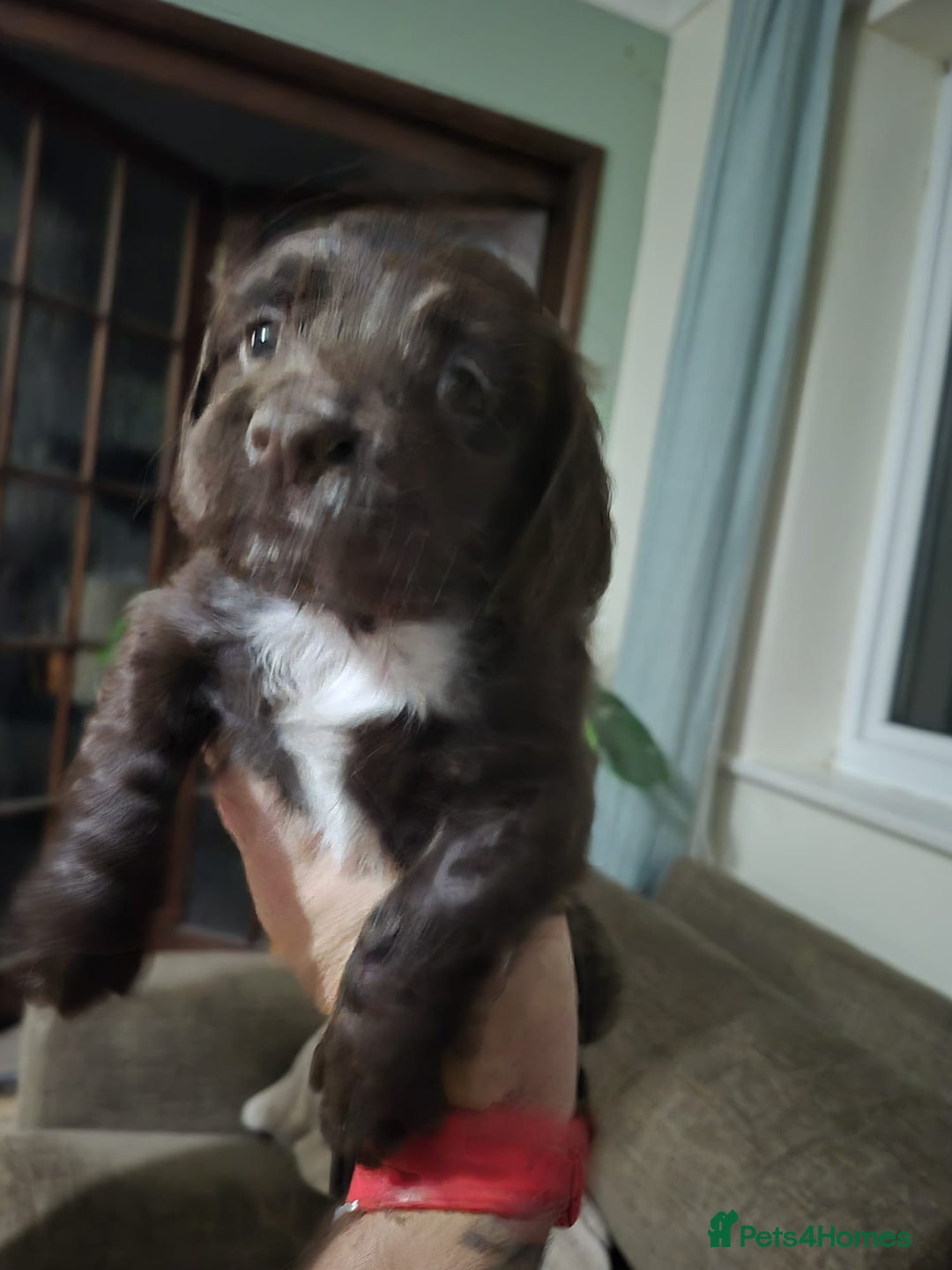 Cocker Spaniel dogs for sale: Spaniel puppies - Image 6