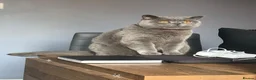 British Shorthair cats for sale: Bonded British Shorthair & Domestic Shorthair in Houghton le Spring - Advert 2