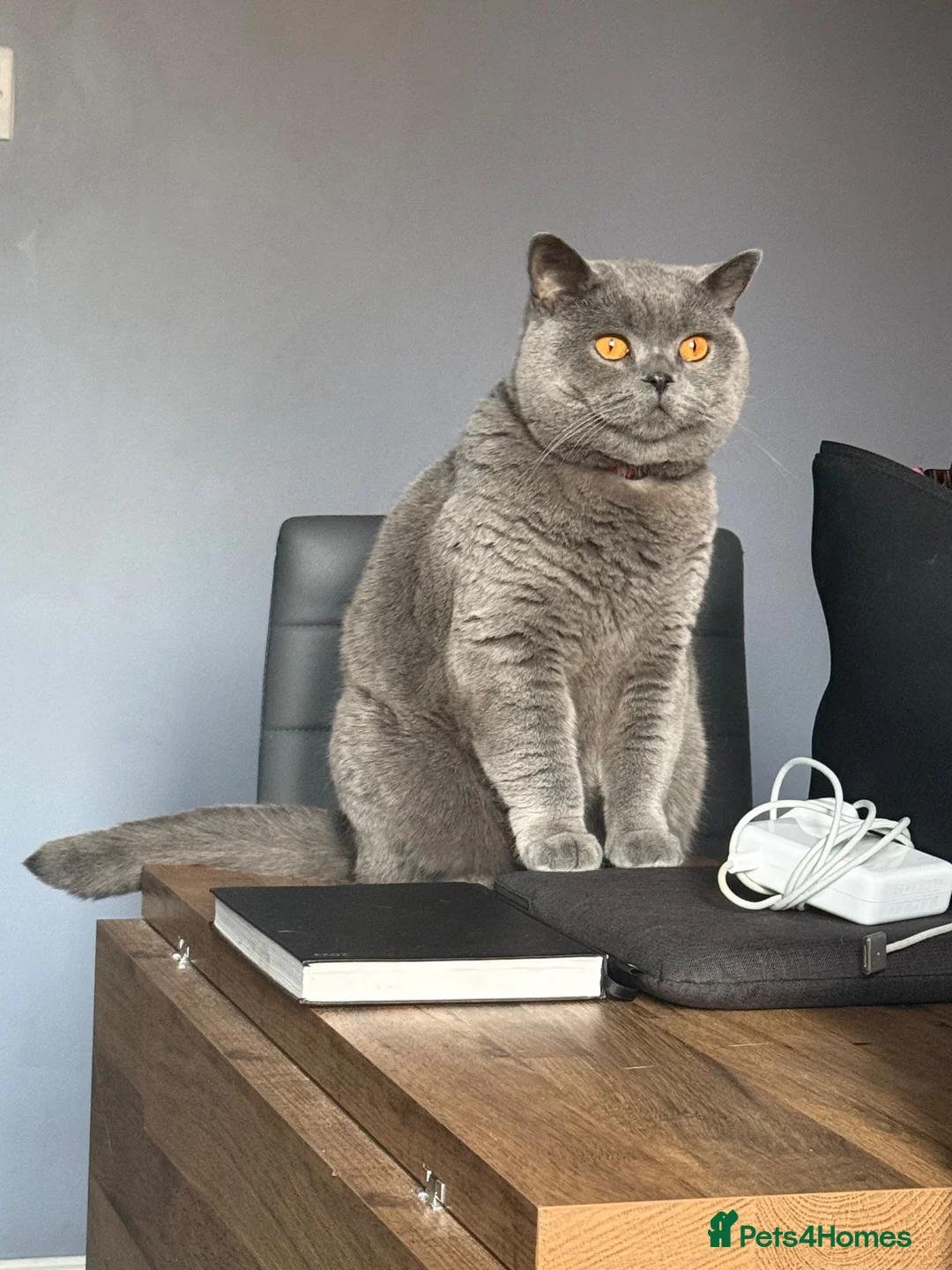 British Shorthair cats for sale: Bonded British Shorthair & Domestic Shorthair in Houghton le Spring - Advert 2