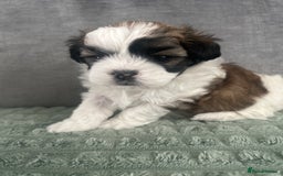 Shihpoo dogs for sale: Beautiful Red and White Parti Shipoo Girls  - Image 5