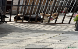 Welsh Corgi Pembroke dogs for sale: Kc corgi for sale  - Image 4
