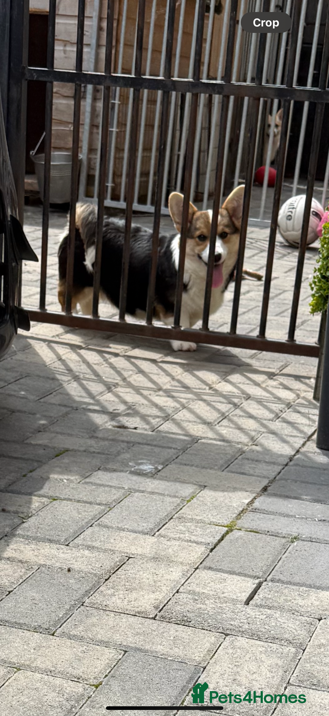 Welsh Corgi Pembroke dogs for sale: Kc corgi for sale  - Image 4