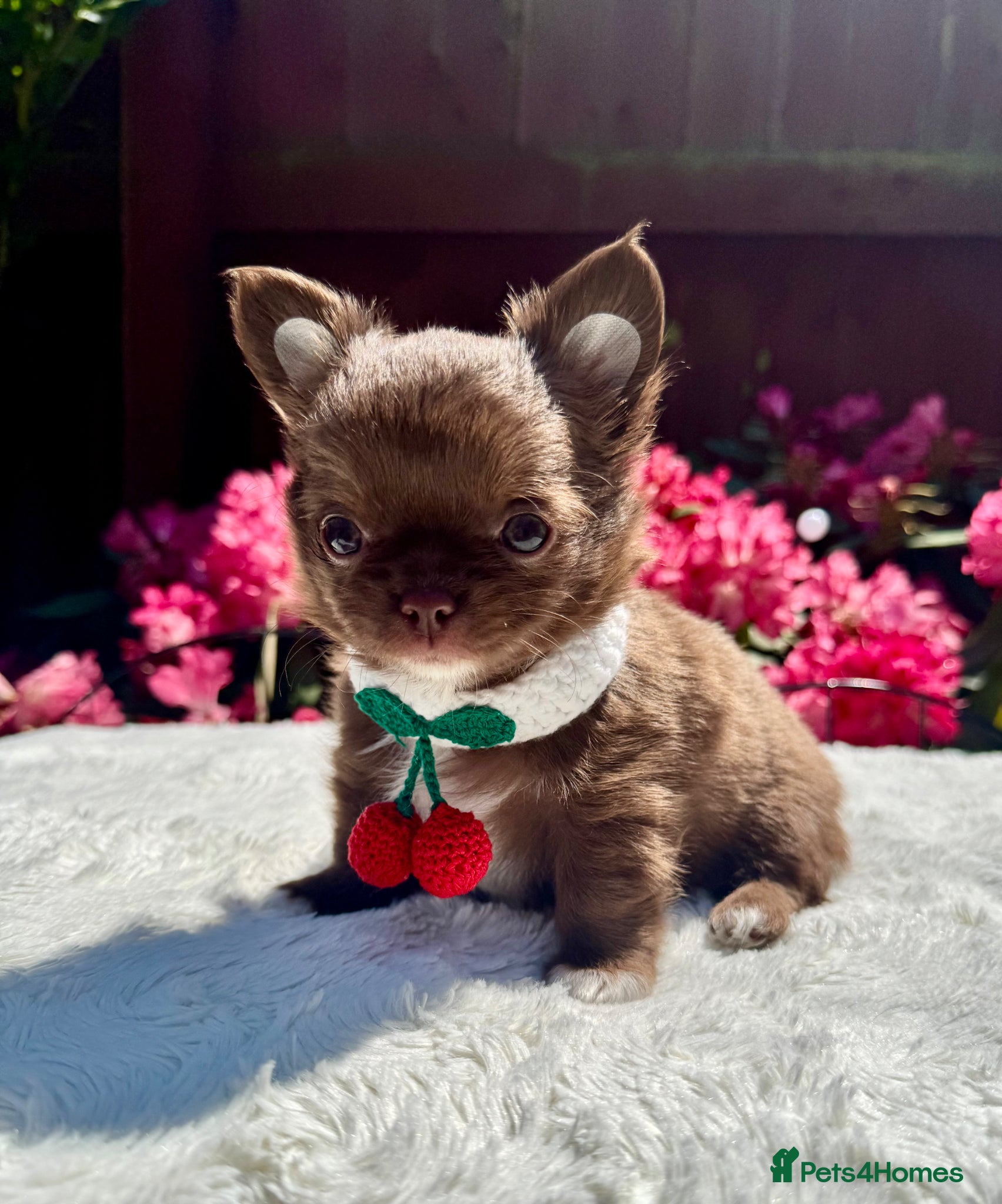 Chihuahua dogs 💙🤎 Unique KC LC Choco Chihuahuas, 2 Boys 🤎💙 - Advert 2